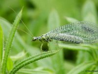 Gemeine Florfliege (Chrysoperla carnea)